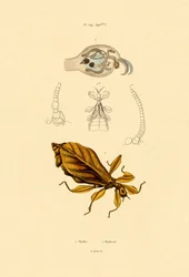 Leaf Insect